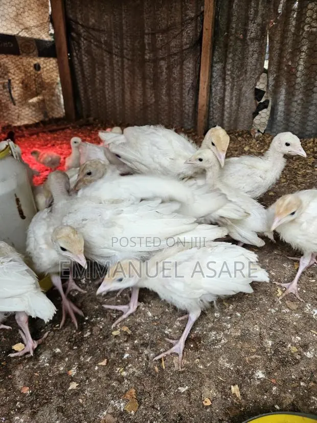 Turkey for Sale