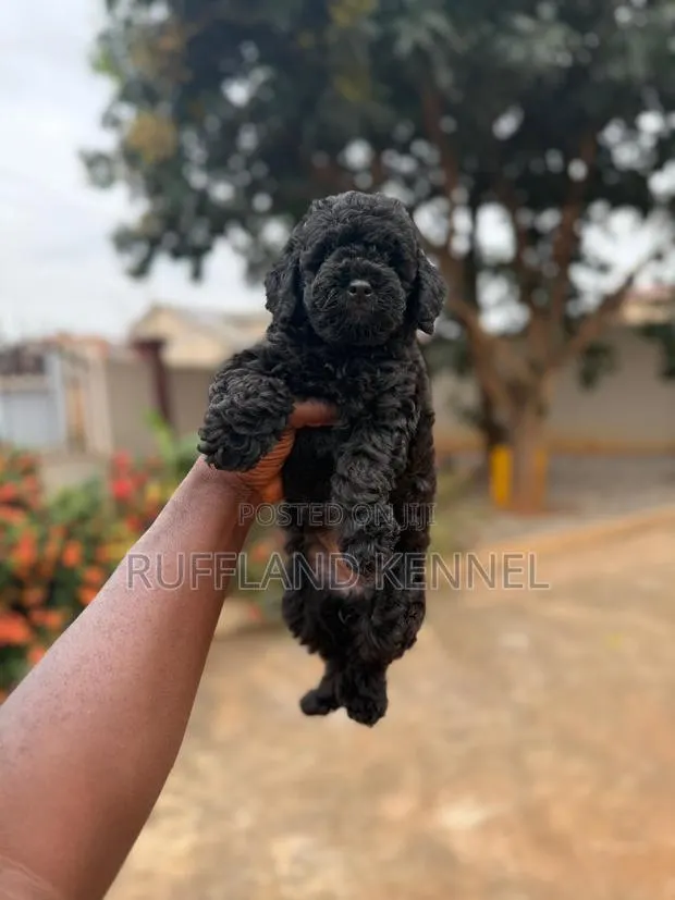 1-3 months Female Purebred Poodle · Photo 1