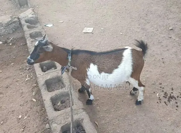 Nice Female Goat Seller · Photo 1