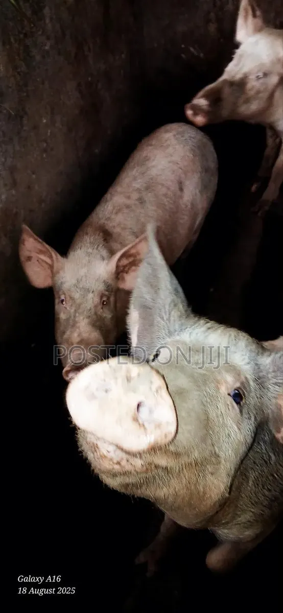 Pigs /Piglets · Photo 2