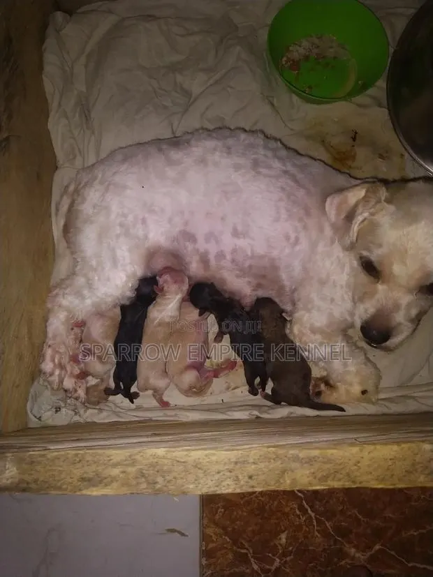 0-1 month Male Purebred Poodle · Photo 1