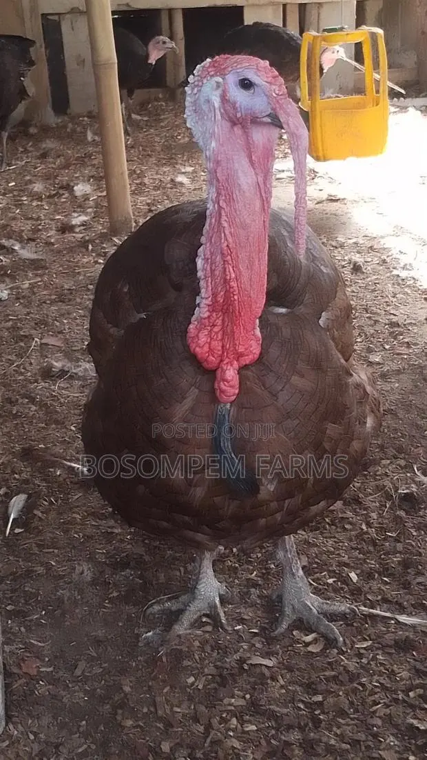 Bourbon Red Turkey (Special Gift to the Special Person) · Photo 1