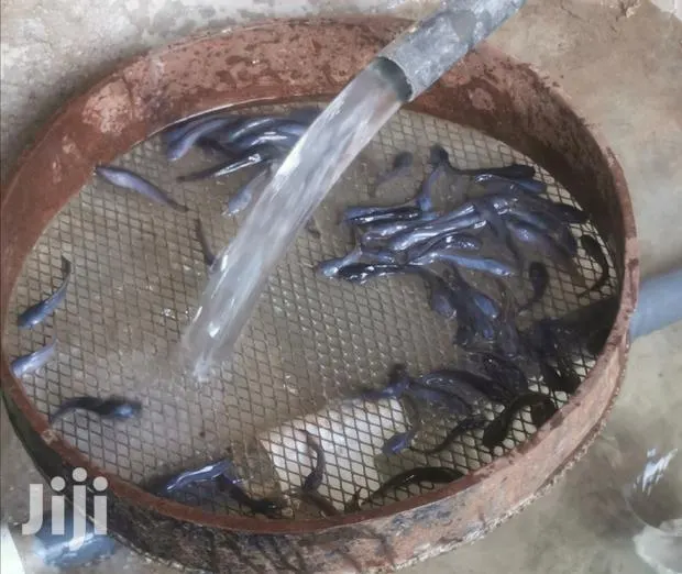 Catfish Farming · Photo 1