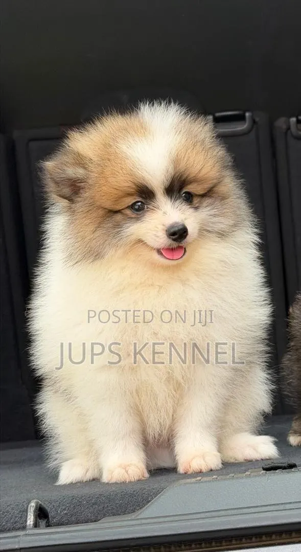 1-3 months Female Purebred Pomeranian · Photo 1