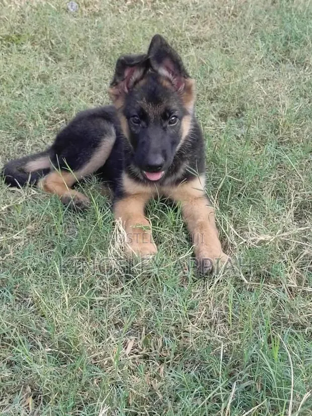 1-3 months Male Purebred German Shepherd · Photo 1