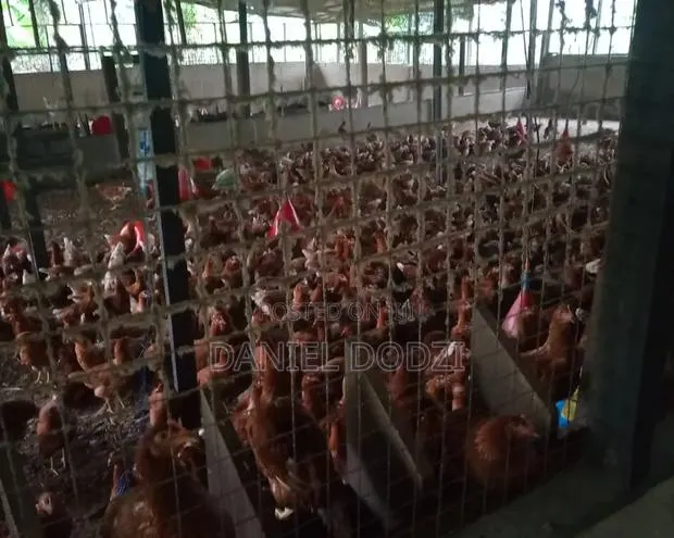 Poultry Farm for Rent · Photo 1