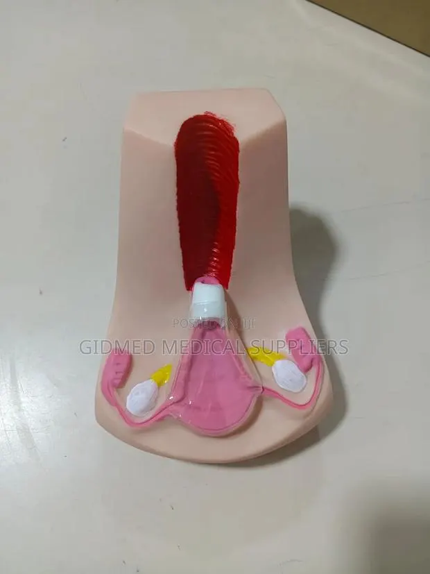 Female Reproductive System Anatomitical Model · Photo 1