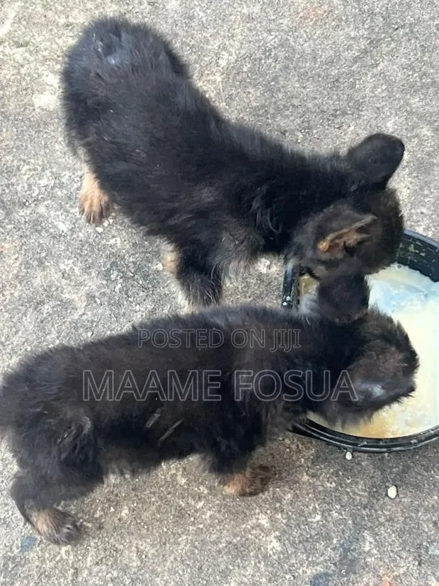 0-1 month Male Purebred German Shepherd · Photo 1