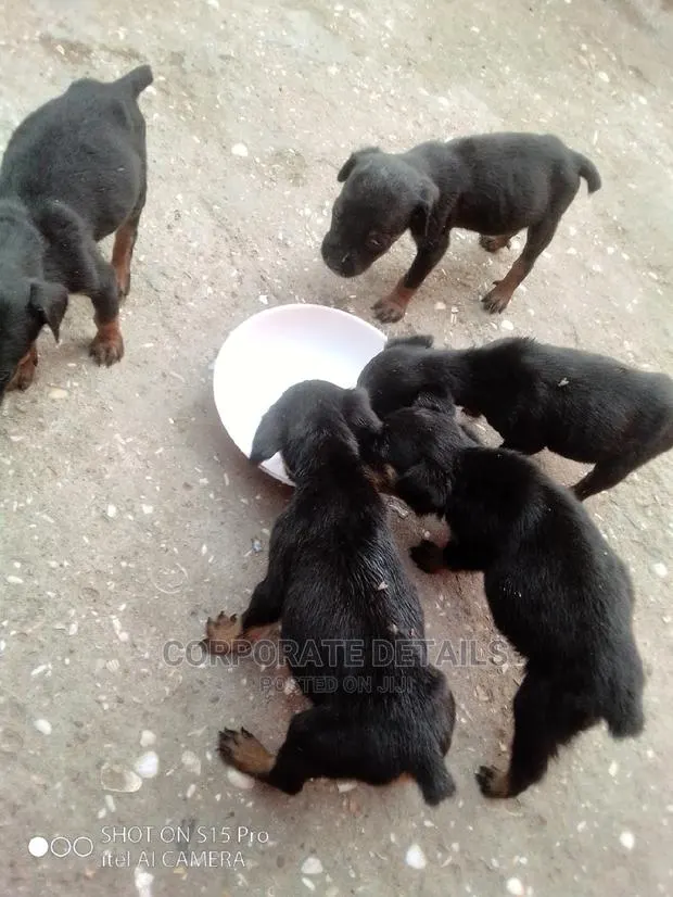 0-1 Month Male Purebred Doberman Pinscher · Photo 1