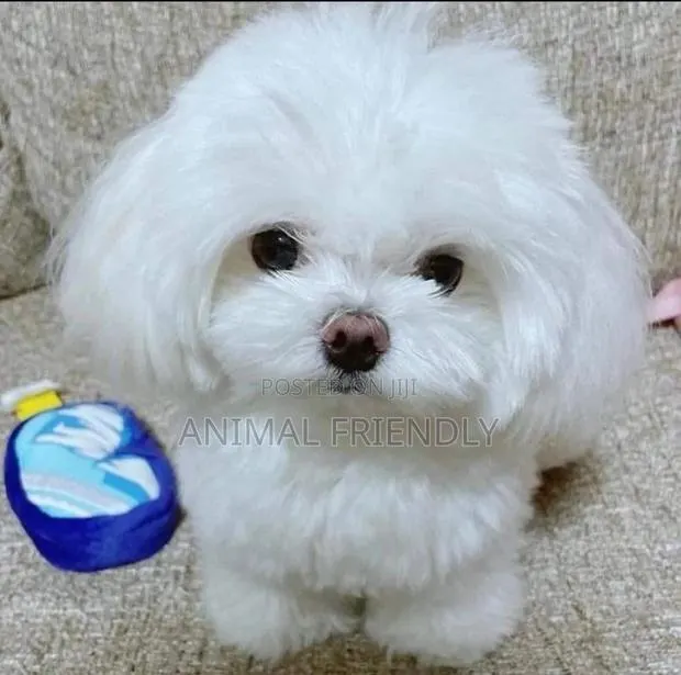 1-3 months Male Purebred Maltese · Photo 1