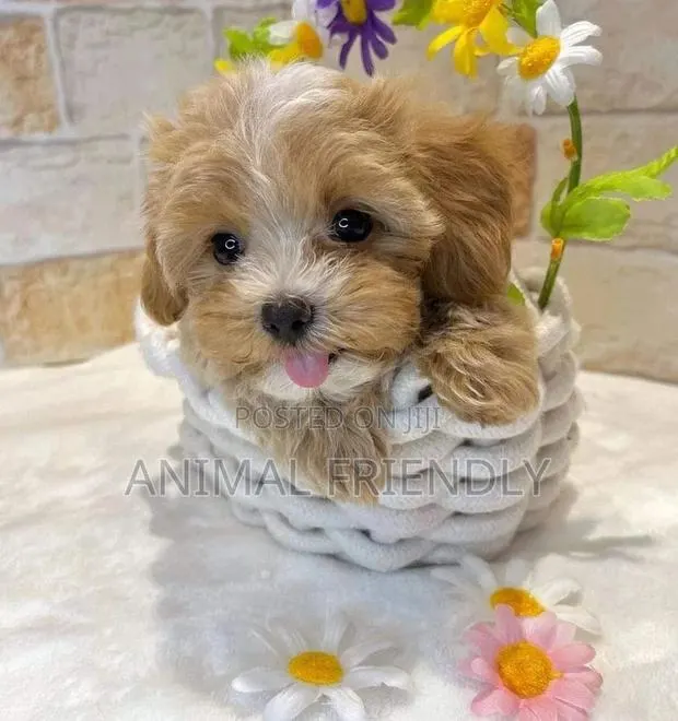 1-3 months Female Purebred Poodle · Photo 1