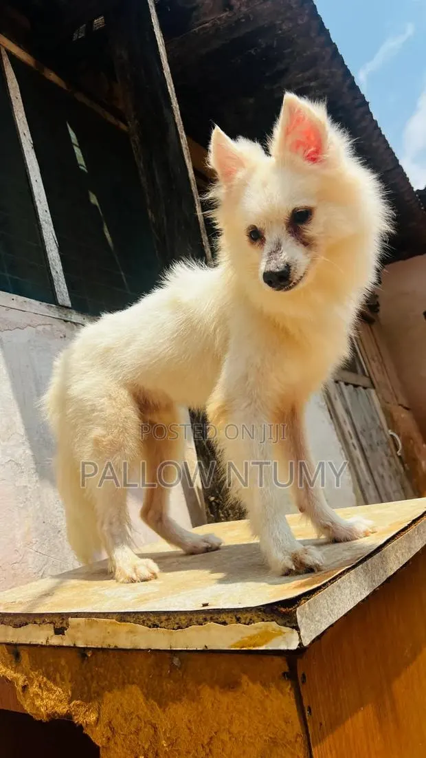 1+ year Male Purebred American Eskimo · Photo 1