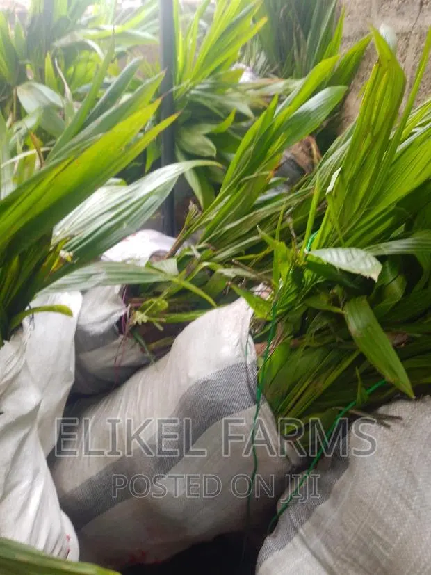 Hybrid and Dwarf Coconut and Other Fruit Seedlings · Photo 1
