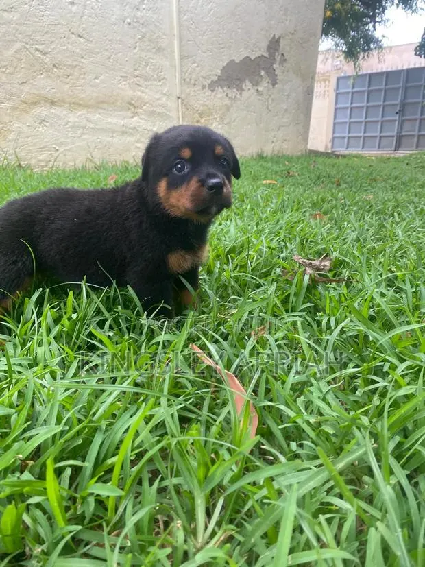 1-3 months Female Purebred Rottweiler · Photo 1