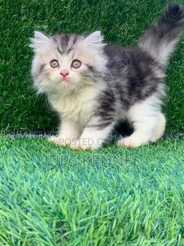 1-3 months Female Purebred Persian · Photo 1