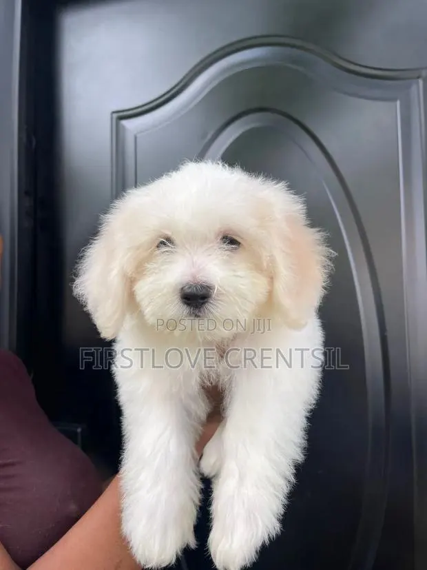 1-3 months Female Purebred Shih Tzu · Photo 1