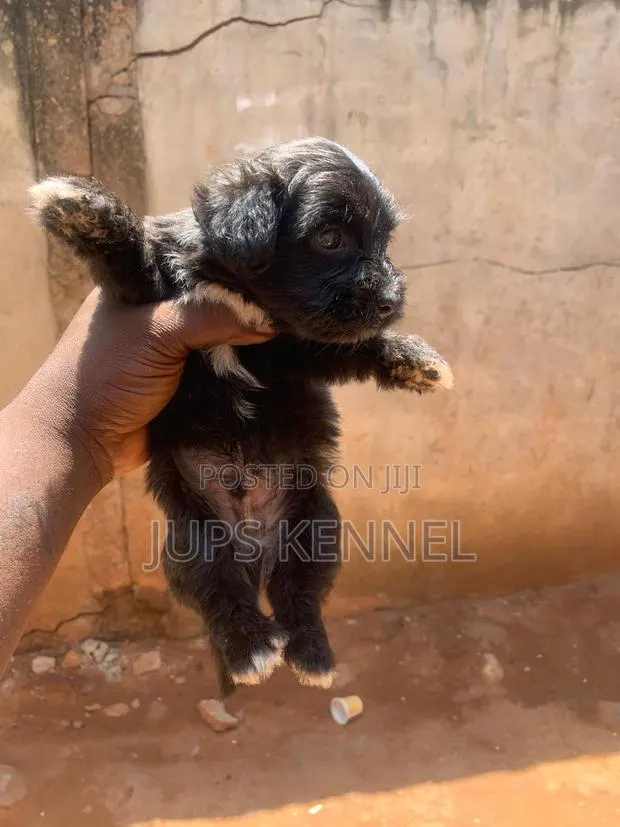 1-3 months Male Purebred Poodle · Photo 1