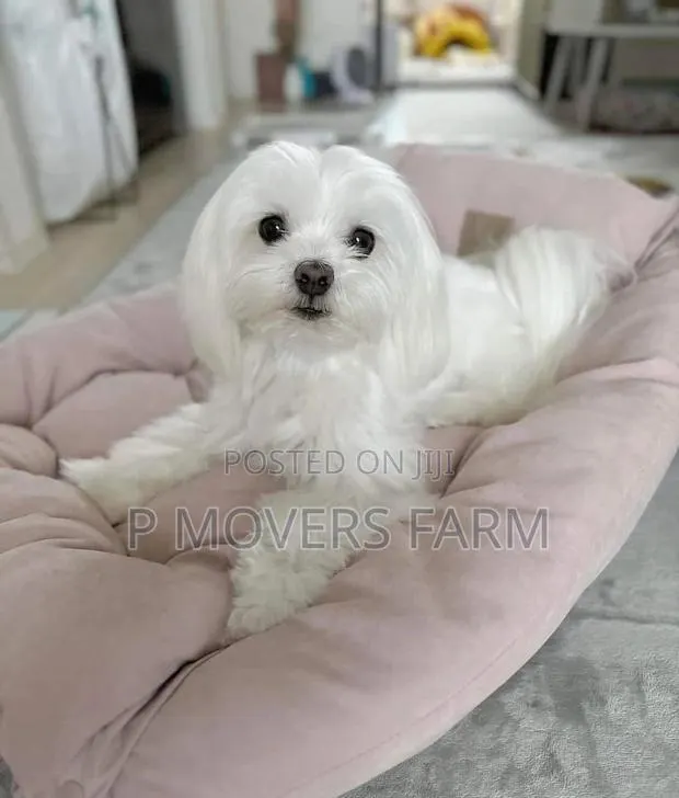 1-3 months Male Purebred Poodle · Photo 1
