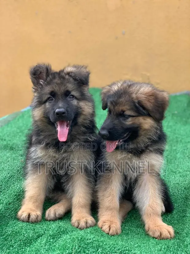 1-3 months Male Purebred German Shepherd · Photo 1
