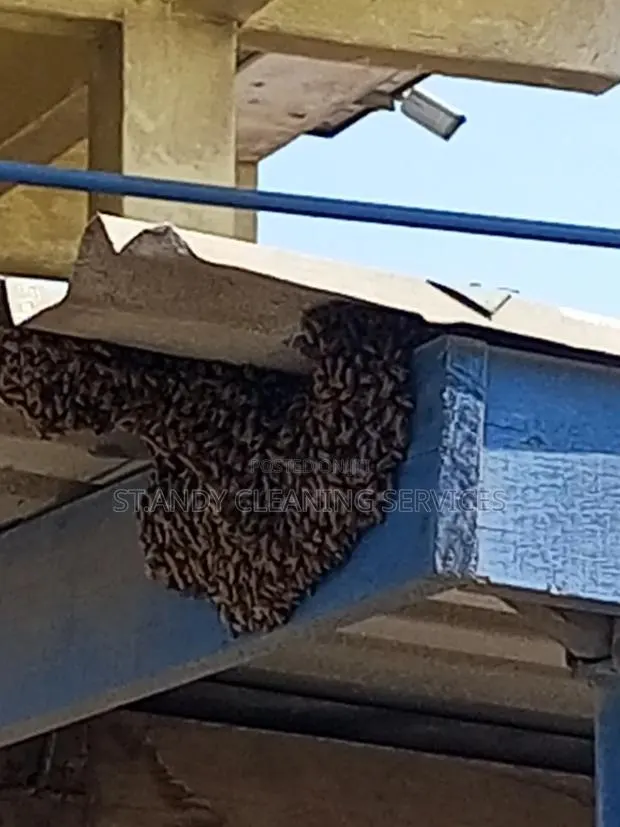 Bedbugs Fumigation · Photo 1
