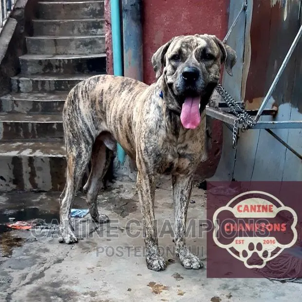 1+ year Male Purebred Boerboel · Photo 1