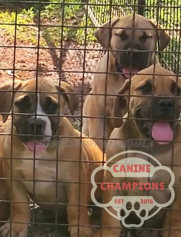1-3 months Female Purebred Boerboel · Photo 1