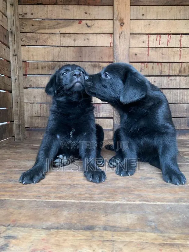 1-3 months Female Purebred Labrador Retriever · Photo 1