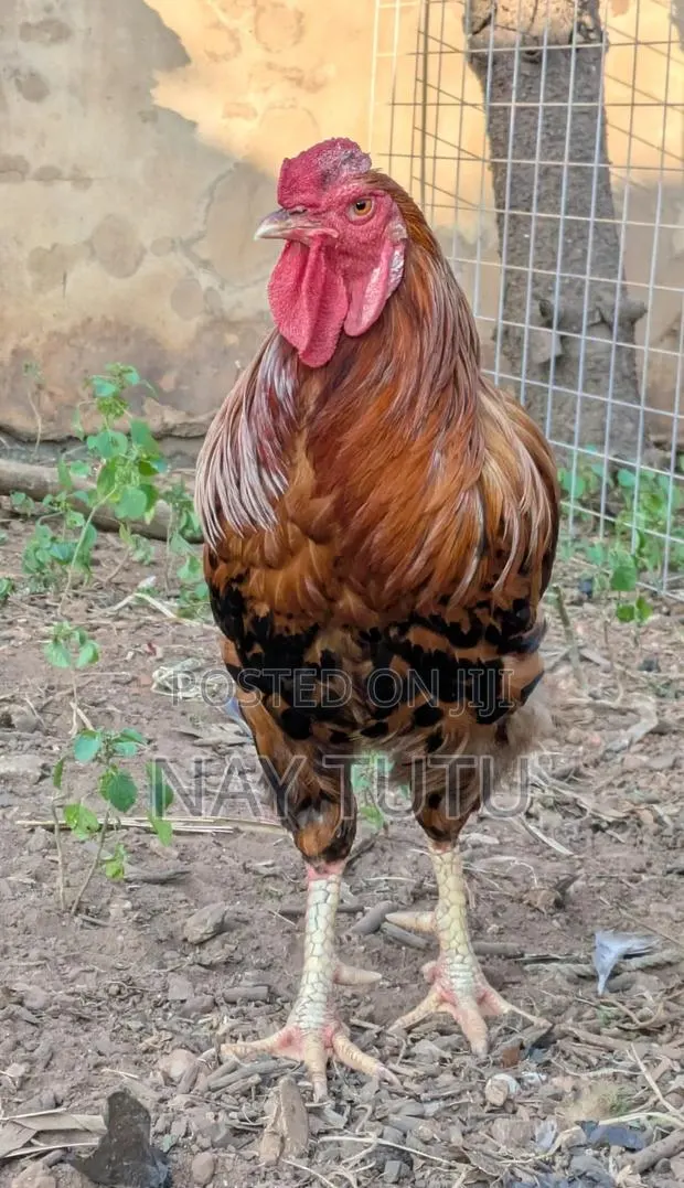 Big Male Fowl · Photo 1