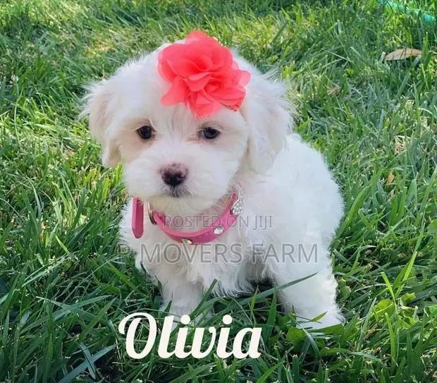 1-3 months Female Purebred Bichon Frise · Photo 1