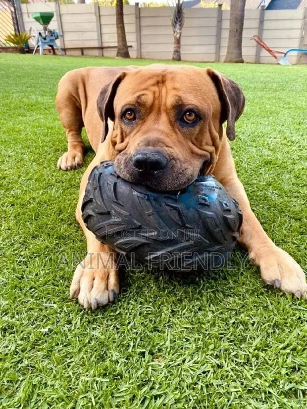 1-3 months Male Purebred Boerboel · Photo 1