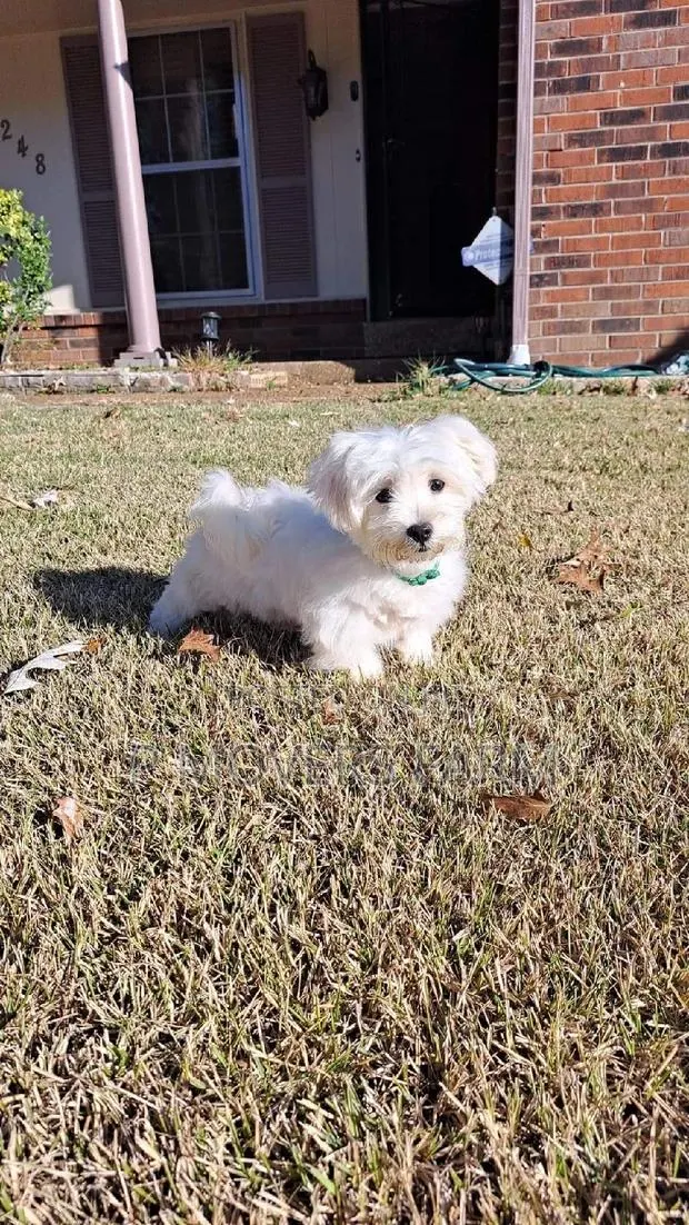 1-3 months Male Purebred Poodle · Photo 1