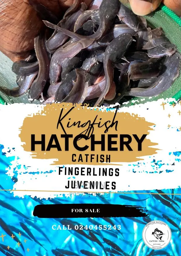 Healthy,Fast Growing Catfish Fingerlings · Photo 1