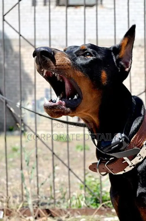 1+ year Male Purebred Doberman Pinscher · Photo 1