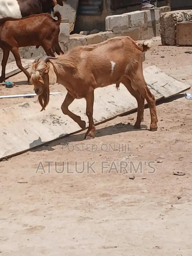Sokoto Red · Photo 1