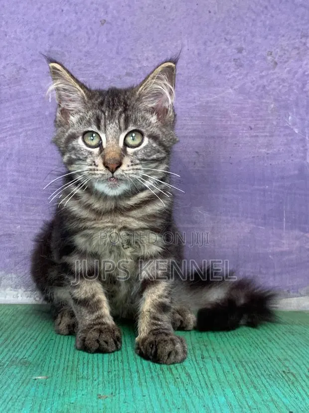 1-3 months Male Purebred Maine Coon · Photo 1