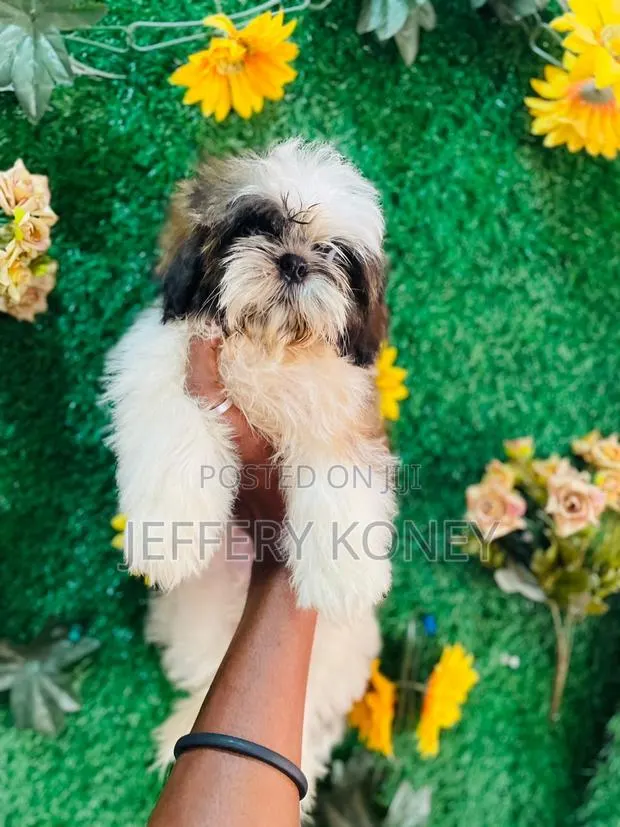 1-3 months Female Purebred Shih Tzu · Photo 1