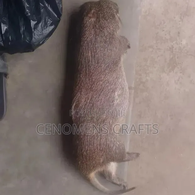 Grass Cutter Meat