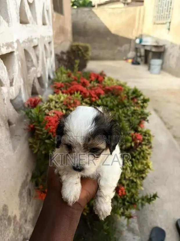 0-1 month Male Purebred Poodle · Photo 1
