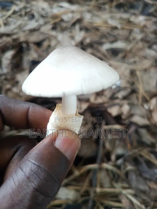 Domo | Volvariela Volvacea Mushroom Spawn/Seed · Photo 1