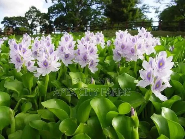 Transform Your Pond Aquarium With Live Water Hyacinth · Photo 1