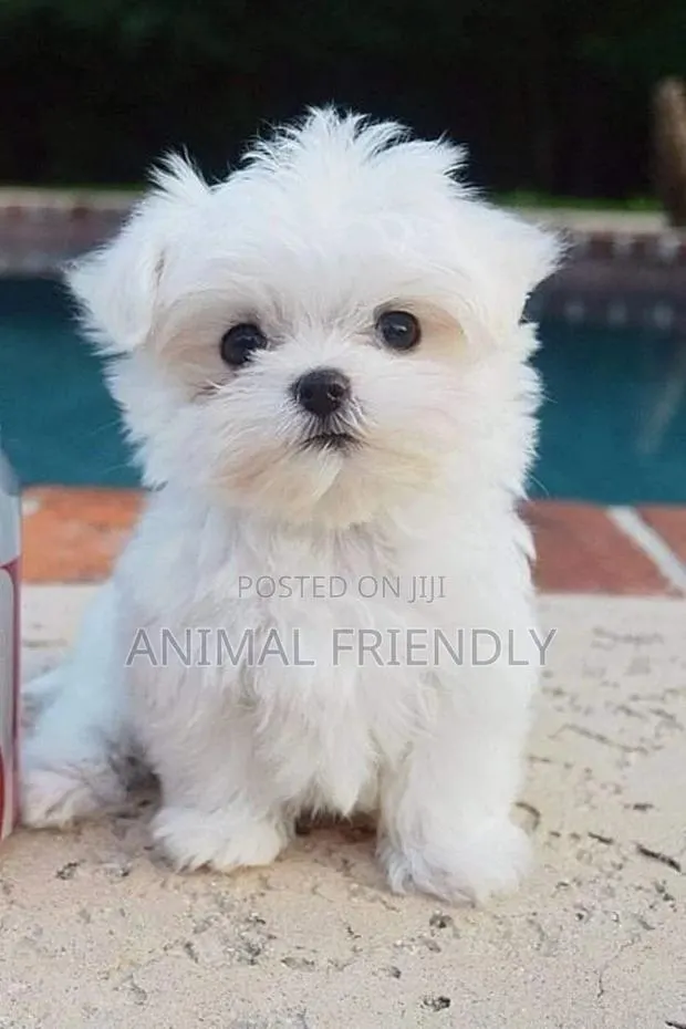 1-3 months Male Purebred Poodle · Photo 1