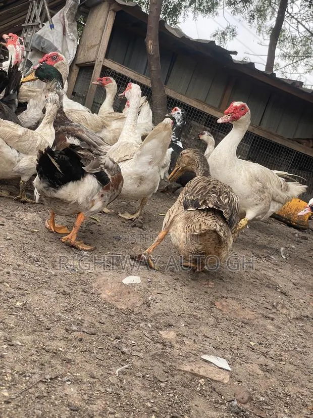 Muscovy Ducks · Photo 4