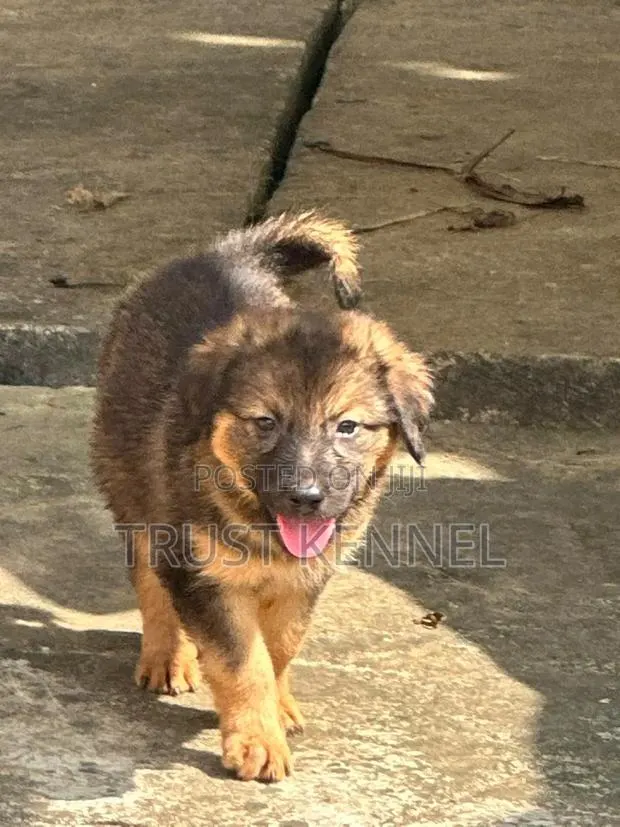 1-3 months Male Purebred German Shepherd · Photo 1