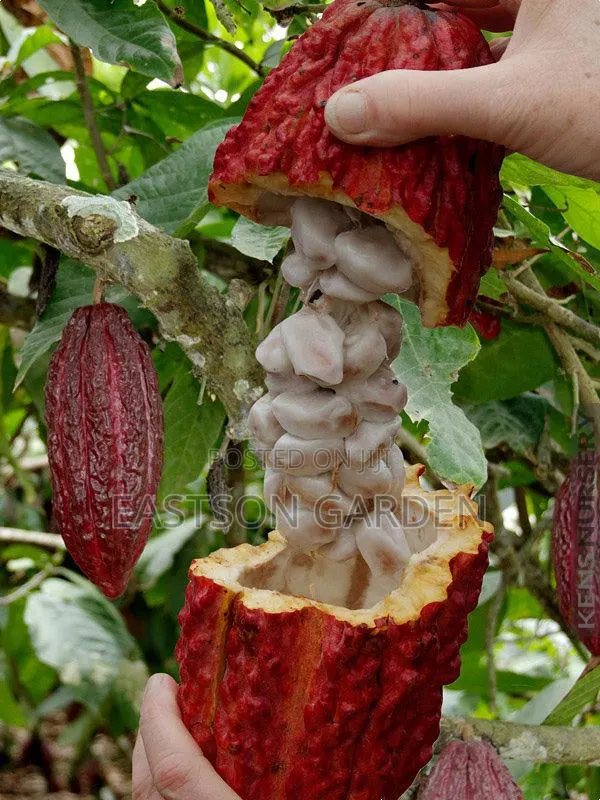 Exotic Cocoa Seedling · Photo 3