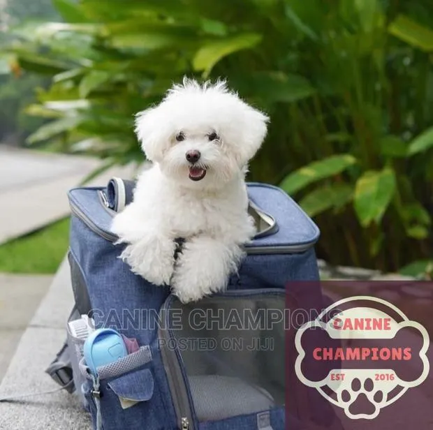 1-3 months Female Purebred Maltese · Photo 1
