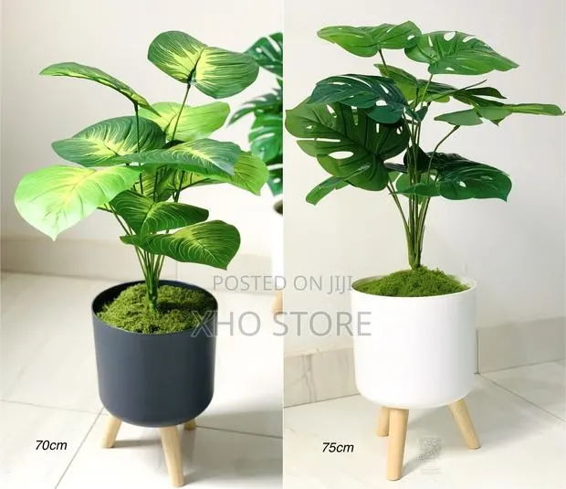 Artificial Monstera, Money Tree and Dieffenbachia Plants Standing Pots · Photo 1