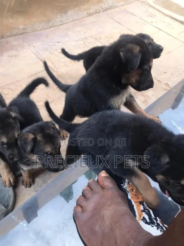 0-1 month Male Purebred German Shepherd · Photo 1