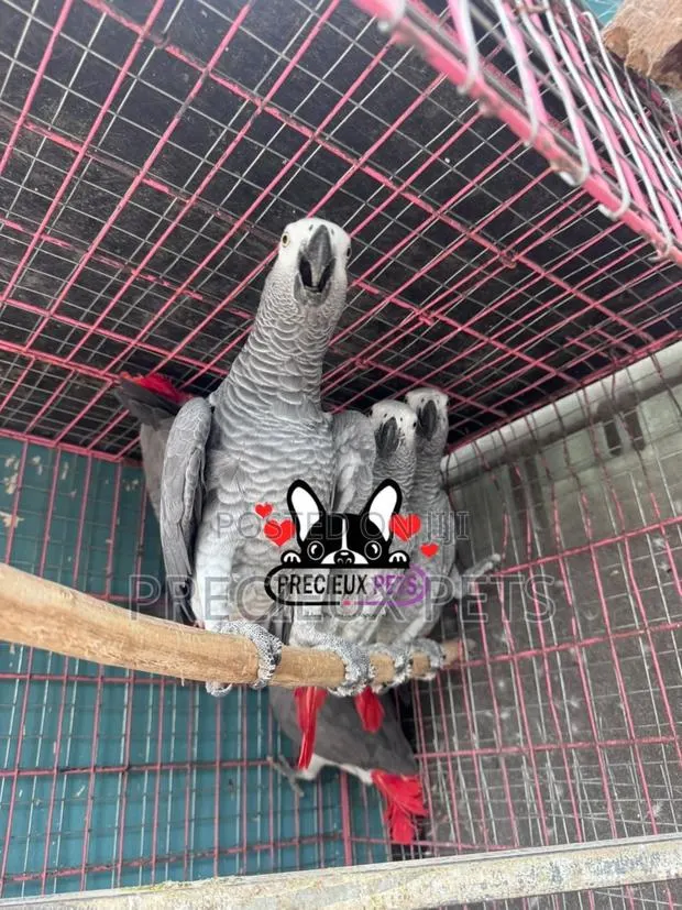 Congo African Grey · Photo 1