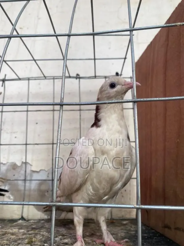 Pigeon Birds for Wholesale Price · Photo 1
