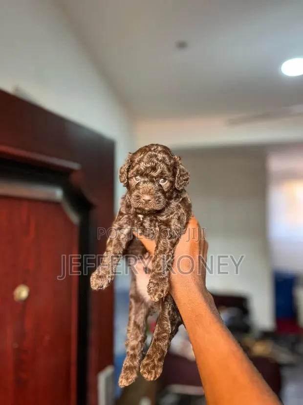 1-3 months Male Purebred Poodle · Photo 1